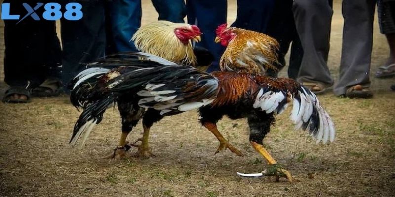 Có sự khác biệt rõ ràng so với những hình thức sử dụng
