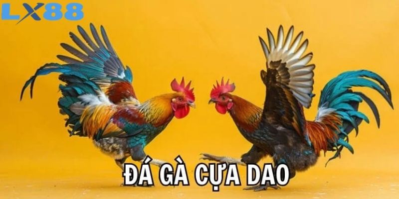 Đá Gà Cựa Dao Nghẹt Thở Với Những Trận Chiến Cực Cháy
