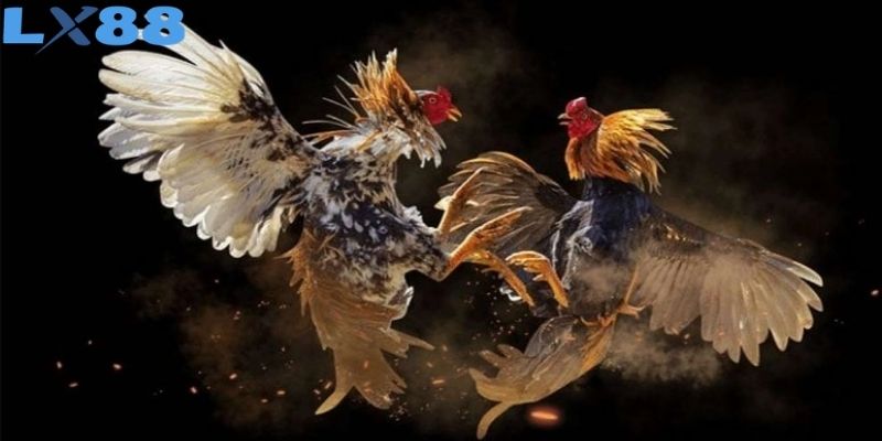 Theo dõi diễn biến trận đấu qua những pha tấn công bất ngờ