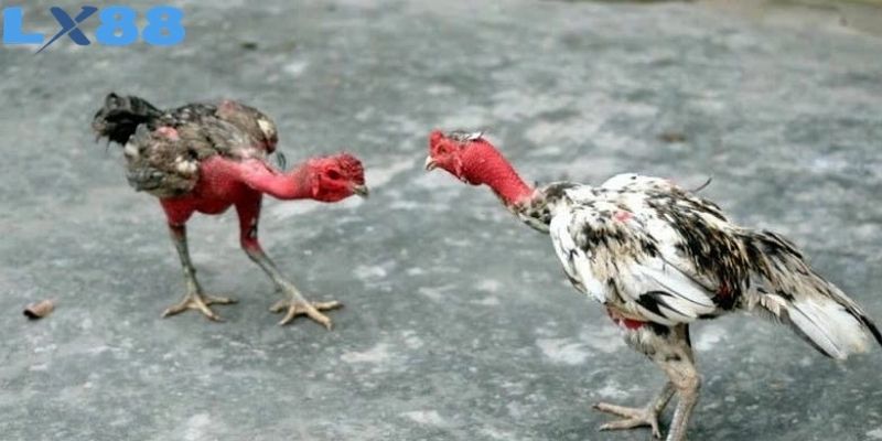 Đá gà đòn mang màu sắc riêng khi đề cao sự khéo léo