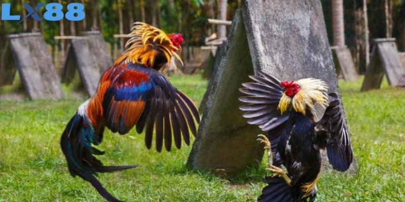 Đề cao khả năng duy trì thể lực của các chiến kê