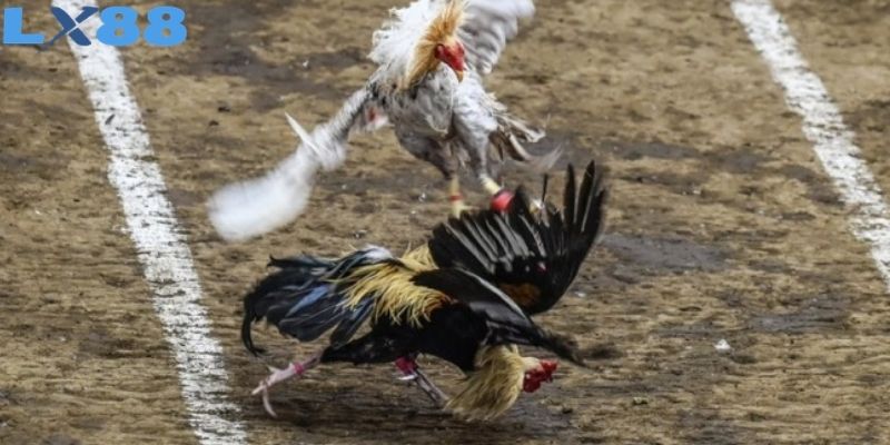Tìm hiểu về quy định thi đấu giữa các chiến kê